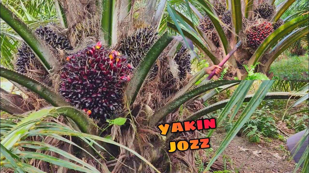 Ketemu buah seperti ini panen sawit nya bikin grogi