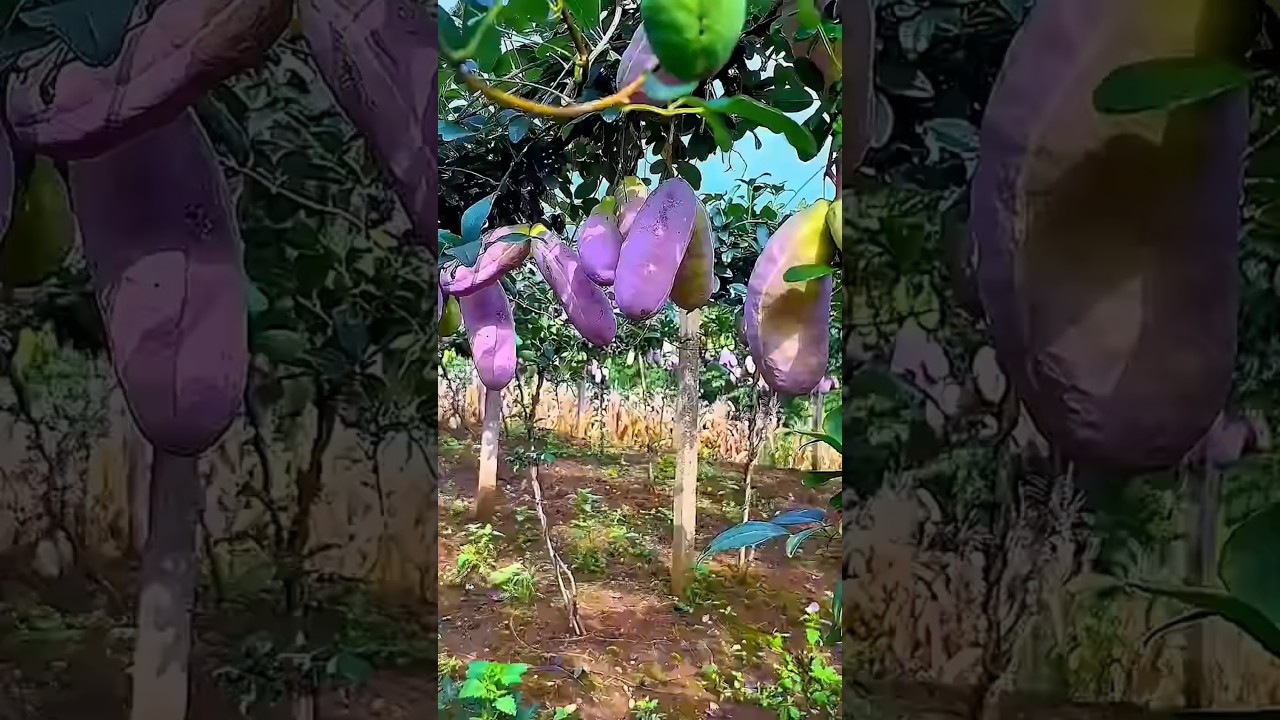 how to agriculture #fruit #farming #mango #food #garden #rarefruit #uniqueasia #unikasia #buahlangka