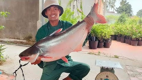 Một pha bắt cá khủng quá cồng kềnh, kéo rung tay 🎣🎣🎣