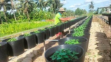 Ngắt đọt lần thứ hai cho Cúc mâm xôi (5 cơi -20/6al) hoa Tết 2026 #hoakiengbentre #garden #cucmamxoi