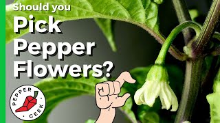 Should You Pick Early Pepper Flowers?