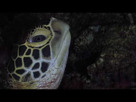 0369_Green Sea Turtle head close up at night. 4K Underwater Royalty Free Stock Footage.