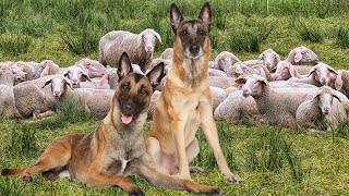 Belgian Malinois | Skills In The Hills