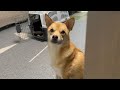 ソファーの取り合いで優しさが垣間見えるはーちゃん