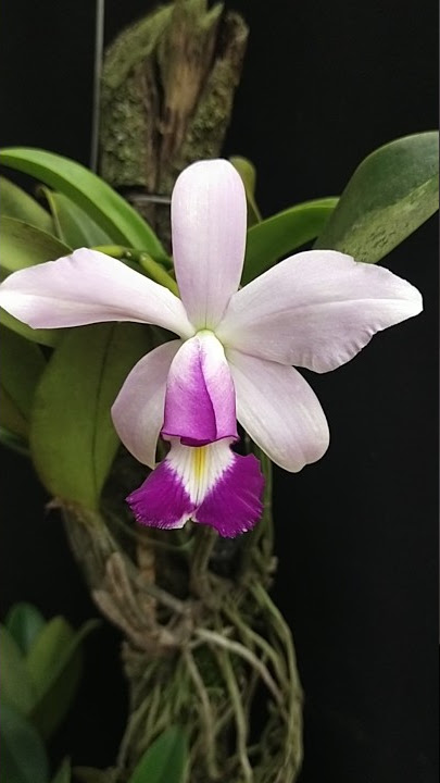 Astro Jaguar on X: Schombocatonia Mem. Louise Fuchs X. Cattleya