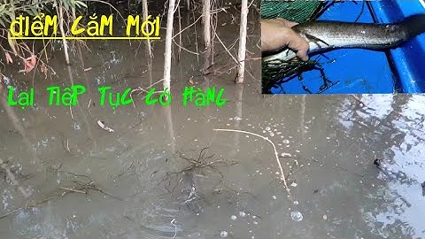 Cắm câu cá lóc cuối mùa nước nổi lại tiếp tục có cá to | Long An quê tôi