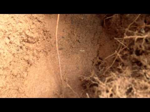 Hunting For ball pythons in Benin With First Choice Reptiles