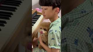 Precious Poodle Puppy Enjoys Human Brother's Piano Playing