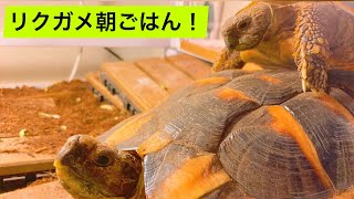 ただ単にリクガメのお世話の様子を映したもの