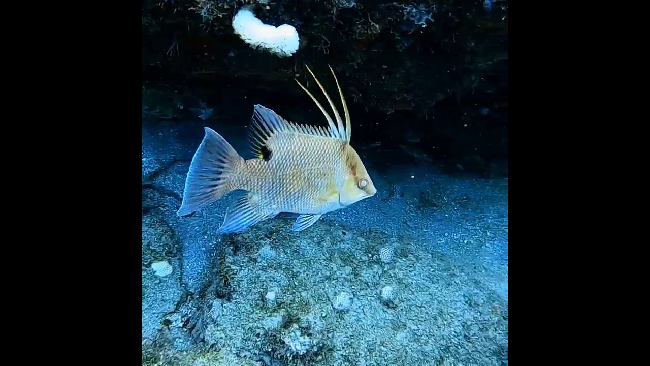 Happy Hogfish YouTube