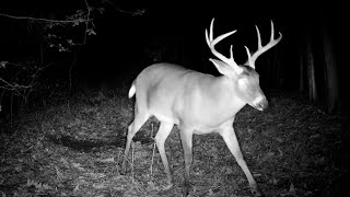 1 Hour of Whitetail Deer Scrape Trail Cam Videos