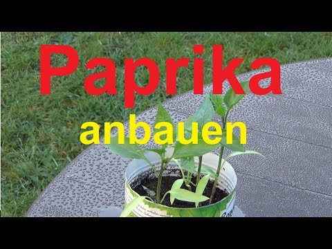 Video: Wie Man Paprika Verpflanzt