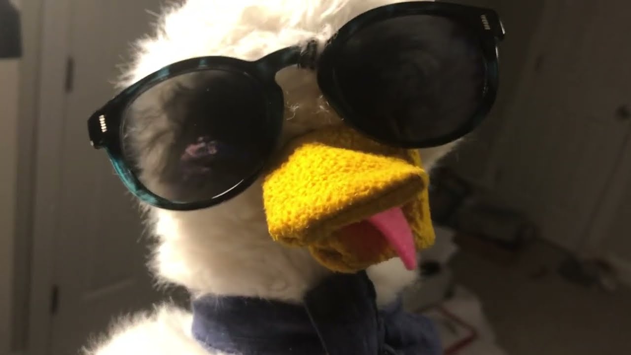 File:Horley duck with sunglasses - geograph.org.uk - 442250.jpg - Wikimedia  Commons