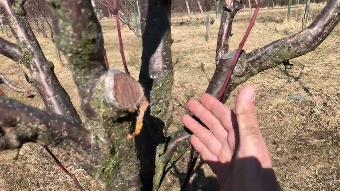 Rez Ovocnych Stromu Video