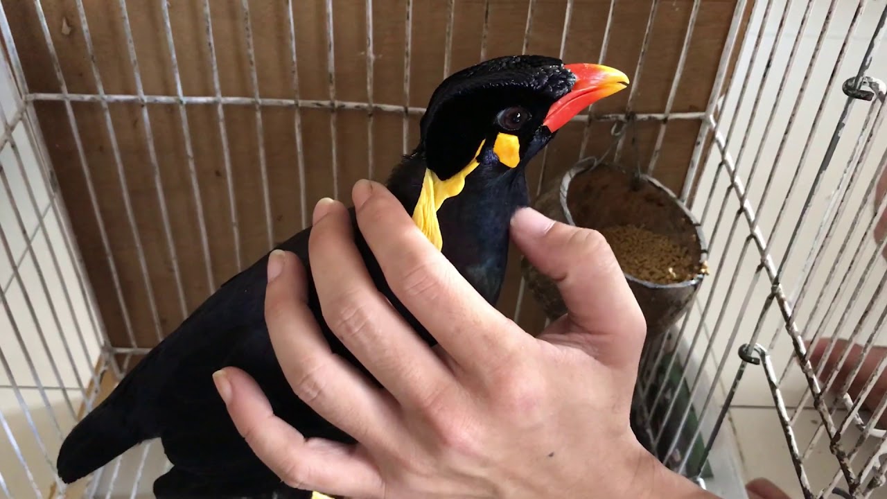  Burung  beo pintar   YouTube