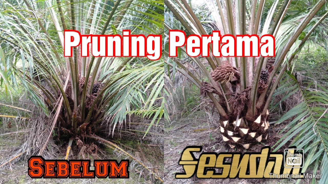 Sanitasi/Tunas Pelepah kelapa sawit pertama YouTube