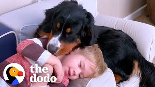 Little Boy Writes Love Letter To His Bernese Mountain Dog | The Dodo