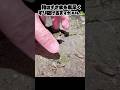指のすきまを素早くすり抜けるヌマガエル🐸 #カエル #frog #捕獲