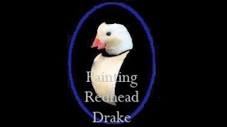 AAR TAXIDERMY Painting A Redhead Drake Artificial Head The Duck Not The Person Please 👍