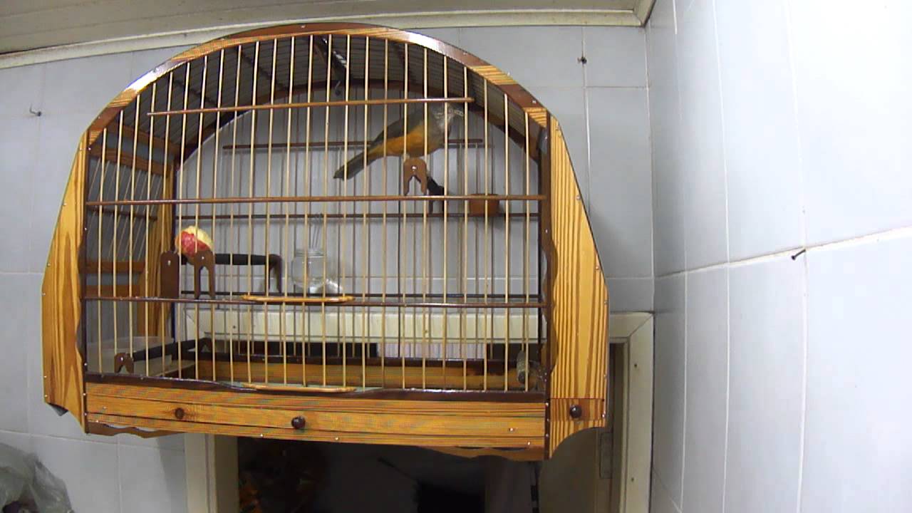 Sabia larangeira canto classico piedade c/ 38 parte 2.