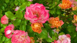 Drift Roses: Everything You Need To Know