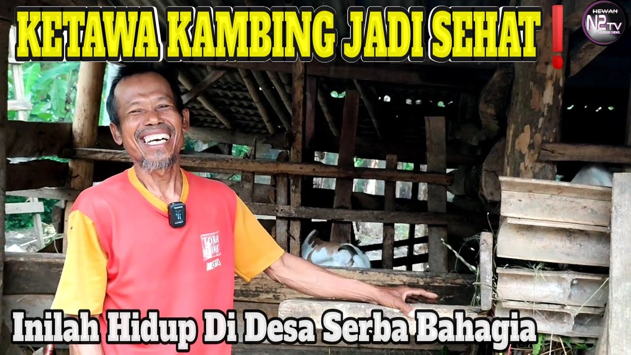 Los Dol, Sederhana, Hebat Cara Ternak Kambing Yang Sukses. (Kambing