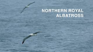 Northern Royal Albatross