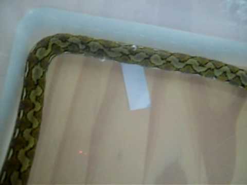 snake oil Netzpython beim Baden