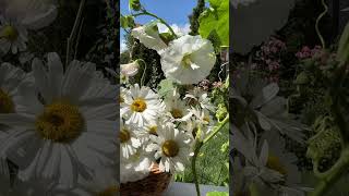 flower arrangement |flower basket