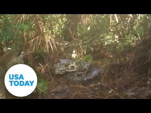 Rare interaction between native bobcat, python documented in Florida | USA TODAY