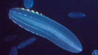Facts: The Beroe Comb Jelly