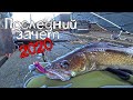 Рыбацкие суеверия все же сбываются! Последний зачетный судак 2020 года с первого заброса!