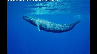 Hanz Witker - The Song of Whales (Braulio Stefield Remix) Hanz Witker - The Song of Whales (Braulio Stefield Remix)