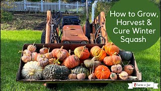 How to Grow, Harvest and Cure Winter Squash by Dorothy Stainbrook 280 views 2 years ago 7 minutes, 48 seconds