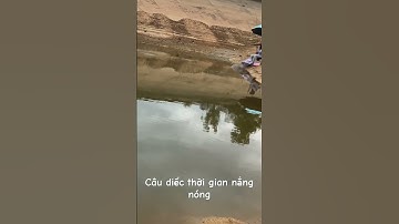 Câu diếc mùa hè #caucagiaitri #fishing