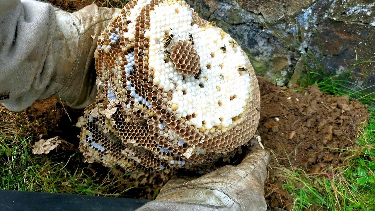 UNDERGROUND Yellow Jacket Nest Removal Larva TWEEZING ASMR YouTube