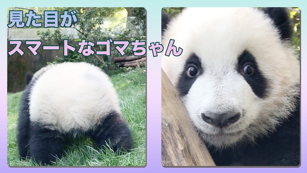 ゴマちゃんのように見た目からして賢いパンダは珍しいね〜🥰| iPanda