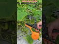 Fast Plant Tying Machine for Vineyard & Farm Work | Easy Tapetool Demo