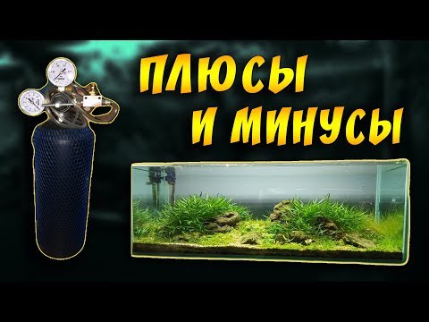 Видео: Топ-5 быстрорастущих аквариумных растений для посаженных танков