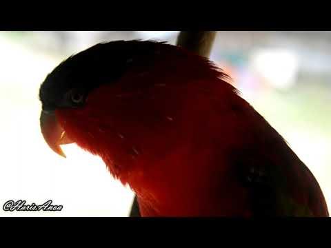 Kasturi tengkuk-ungu | Purple-naped lory (Lorius domicella), endemic to Maluku, Indonesia