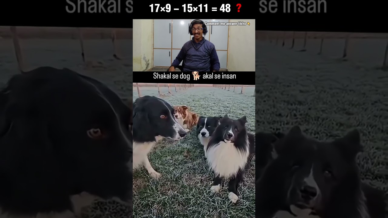 World’s Smartest Dogs? 🐾 Trained to Perfection! 