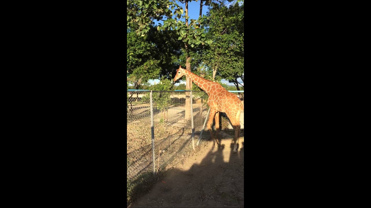 Giraffe in Liberia, Guanacaste Province, Costa Rica Dec 12 2014 YouTube