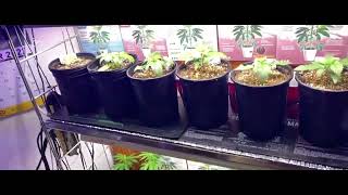 How & when to top your plants from bigger plants plus daily video @gorillagrowtent