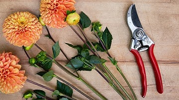 How to Clean and Maintain Garden Pruning Shears | Sunset