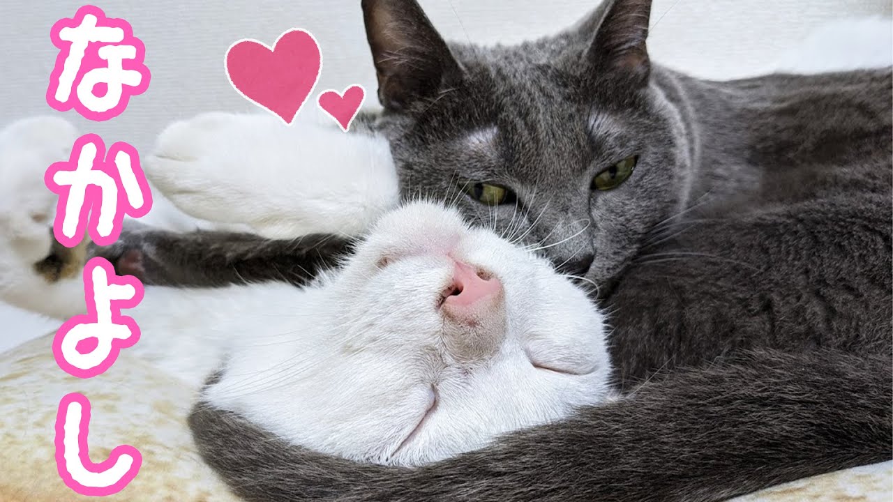 いつの間にか毎日一緒にお昼寝してるハムとチロ