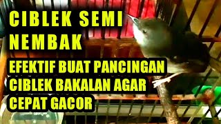 ciblek semi nembak efektif buat pancingan ciblek agar cepat gacor.