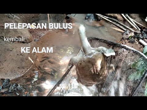 pelepas liaran labi