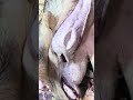 كيفيه فتح الدوش عجل احترافيه استخراج عرق الحلال البقري بالكامل بكل سهوله كيفيه شط المقدم الاول في ال