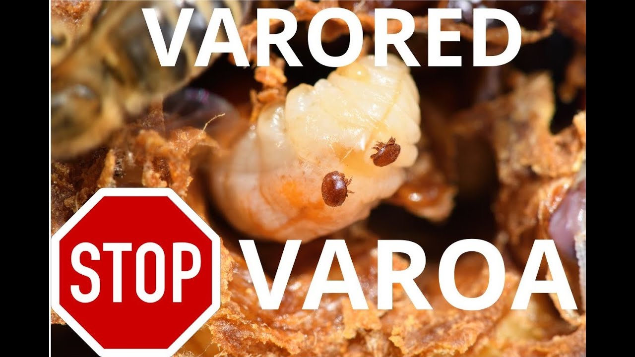 Varored tretman - Oprez pčelari #beekeeping #beekeepingrules #beekeepingforbeginer