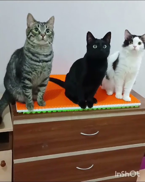 #коты #банды #прикол 😺😎☺️ - YouTube